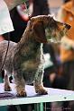 Crufts2011_2 1472